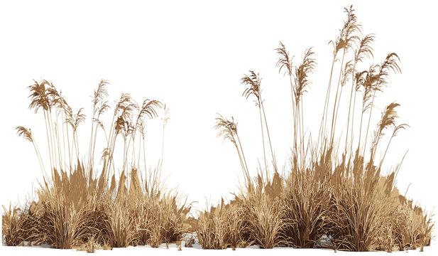 Savanna dried grass field vector, cutout illustration, PNG, nature background, dry grass, savanna landscape, African grasslands, desert background, grass texture, environmental design