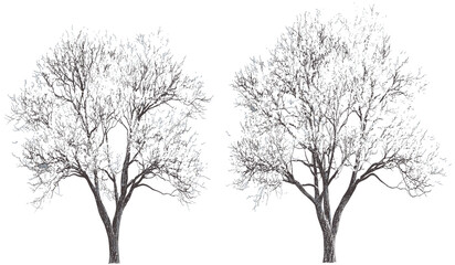 Snowy seasonal tree shapes cover, winter trees silhouette, snowy forest, winter season, tree shapes, seasonal landscape, snow-covered trees, frosty trees, winter branches