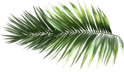 Serenity spa vector palm leaves illustrations, environmentally friendly png, transparent background, tropical leaves, spa design, nature elements, wellness, relaxation, peaceful atmosphere