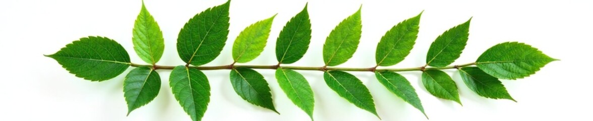 Fototapeta premium Leafy branch with intricate veins isolated on white background, texture, plant