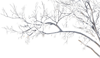 Snowy wintertime tree branches, vector snow-covered branches, isolated background, transparent PNG, cold weather, winter season, snow-covered trees, frosty landscape, icy weather