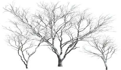 Winter snowy trees, covered branches, winter shrubs, snow-covered landscape, cold winter time, snowy forest, frozen branches, winter season, winter forest, snow-covered woods.