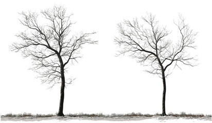 Vector illustrations of solitary trees without foliage, cutout on transparent backgrounds, PNG, bare trees, nature collection, tree silhouette, isolated trees, minimalistic nature art