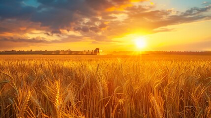 Vast wheat farm in the United States with modern combine harvesters working in sync under a golden sunset showcasing large scale commercial agriculture for global food markets
