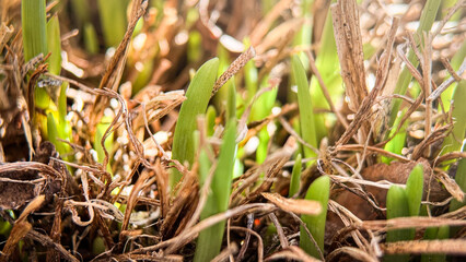 New fresh green grass among dry yellow last year's
