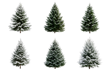 Christmas trees with snow in different condition, cut out transparent