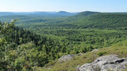 Naklejka premium Panoramic view of a vibrant green forest landscape with distant rolling hills