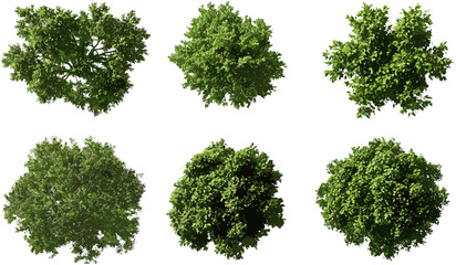 Greenery trees top view vector, transparent PNG background, foliage collection, park tree set, landscape elements, aerial tree icons, forest map design, nature clipart, garden trees