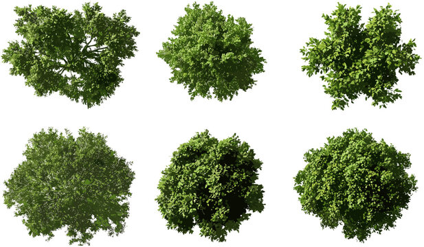 Greenery trees top view vector, transparent PNG background, foliage collection, park tree set, landscape elements, aerial tree icons, forest map design, nature clipart, garden trees