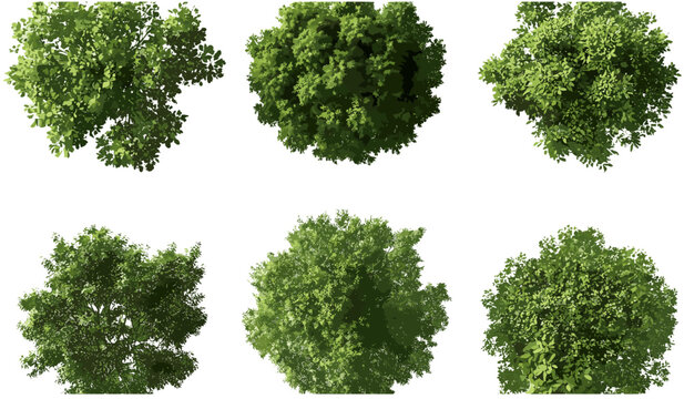 Top view trees vector, transparent background PNG, greenery foliage set, park tree icons, aerial landscape elements, forest clipart, garden tree collection, nature symbols, city planning