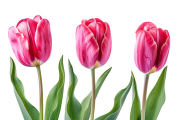 Fototapeta premium Trio of Upright Pink Tulips with Green Leaves on White