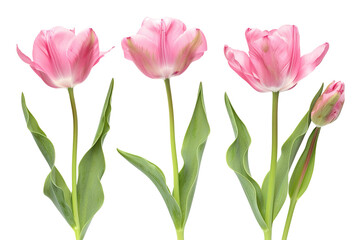 Obraz premium Upright Pink Tulips with Green Leaves on White