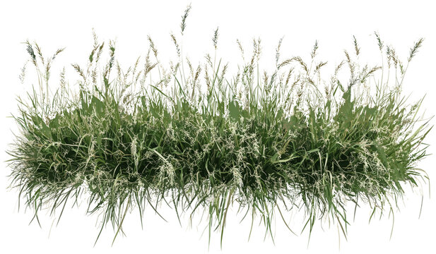 Vector savanna flowery grass top view row, transparent background PNG, nature landscape, wildflowers, green grass, eco-friendly, savanna scene, flower meadow, outdoor plants