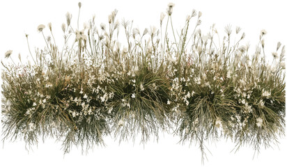 Vector top view savanna grass row, transparent PNG, flower meadow, wildflowers, savanna plants, nature background, green landscape, safari grass, floral field, tropical greenery © aura studio