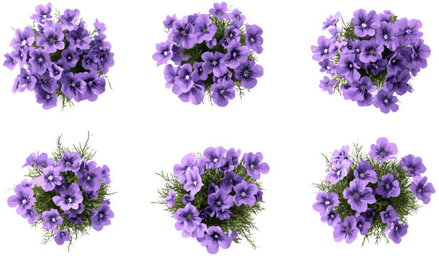 Vector violet flowery gardening ornamental set top view isolate on transparent backgrounds png, flower design, floral gardening, ornamental plants, nature, isolated objects