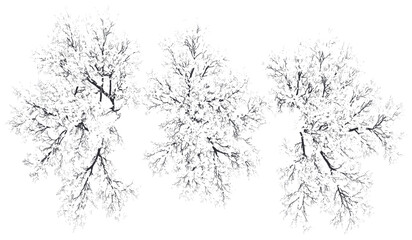 Top view snowy tree, winter illustration, white covered tree, seasonal cut out, transparent background, png image, snow tree, nature winter, snowy winter scene