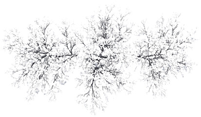 Snowy tree vector, top view seasonal cut out, white tree illustration, transparent background, winter png, snow-covered branches, winter season, nature tree, seasonal art