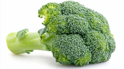 Fresh green broccoli floret isolated on white