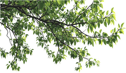 Tall vector tree branches, leaves, transparent background, nature illustration, green foliage, eco-friendly design, seasonal leaves, foliage background, summer landscape.