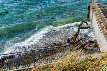 Puget Sound Shore Break