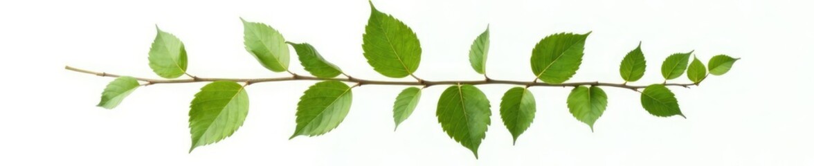 Obraz premium Single isolated branch on white background with delicate leaves and intricate veins, organic, foliage