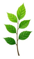 Fototapeta premium Single isolated branch with a natural or organic shape on white background, artistic element, plant detail, single branch