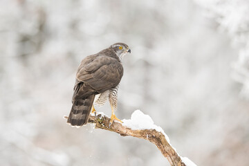 Northern Goshawk (Accipiter gentilis). The bird perches on a snow-covered branch surveying its surroundings. Frosty forest landscape. A majestic presence in the winter wilderness.