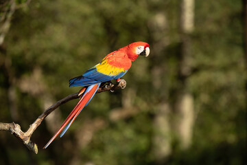 Scarlet Macaw (Ara macao). Vividly Colored Parrot Perched. Tropical Forest. Striking Plumage Against Greenery.