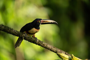 Collared aracari (Pteroglossus torquatus). Perched on a mossy branch, the toucan displays its vibrant plumage. 