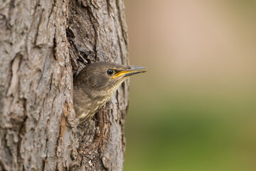 Common Starling (Sturnus vulgaris). A young starling peers out of a tree cavity. Forest habitat with soft green background. The bird's juvenile plumage contrasts with the rough bark.