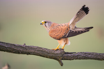 Common Kestrel (Falco tinnunculus). A kestrel stretches its wings while balancing on a branch. Open countryside with soft pastel background.