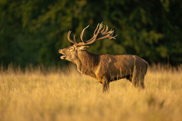 Red deer (Cervus elaphus). A dominant stag calling in golden sunlight. The soft grass and dark...