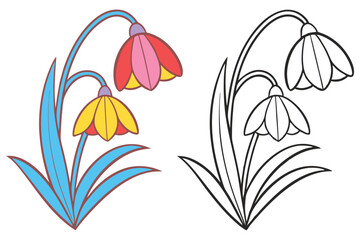 Beautiful Colorful and Outlined Spring Snowdrop Flowers Illustration for Kids Coloring Book