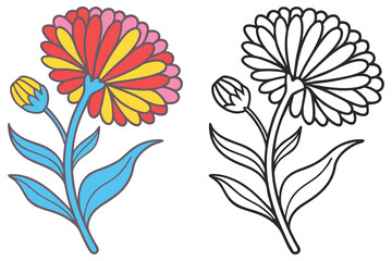 Colorful and Line Art Illustration of a Single Calendula Flower with Bud
