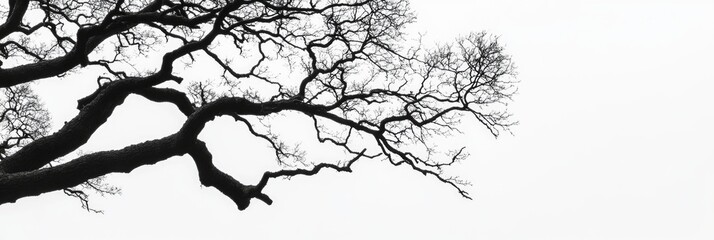 Obraz premium A tree branch is shown in black and white. The branch is long and thin, with no leaves or other visible details. Concept of emptiness and solitude