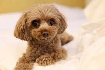 ベッドでくつろぐトイ・プードル