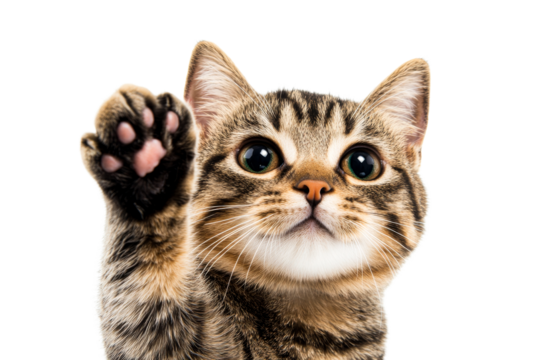 Tabby cat waving paw with interest, front view, curious kitten, cut out transparent