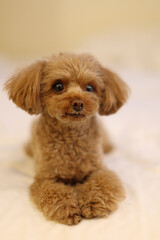 おすまししているトイ・プードル