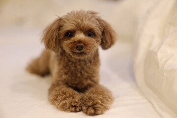 ベッドでまどろむトイ・プードル