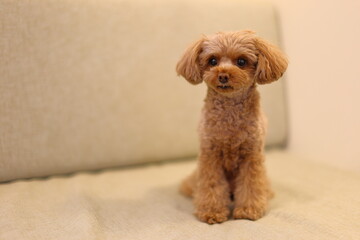 ソファでくつろぐトイ・プードル
