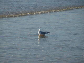 Mouette qui se baigne en bord de mer