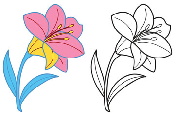 Beautiful Pink and White Lily Flower Illustration with Coloring Page Design for Kids