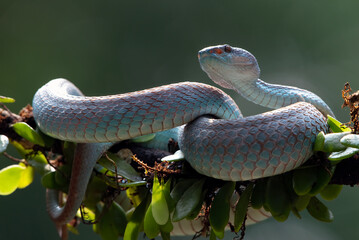 Viper blue insularis on a tree branch