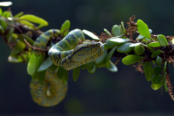 Wagler pit viper coiled around a tree branch
