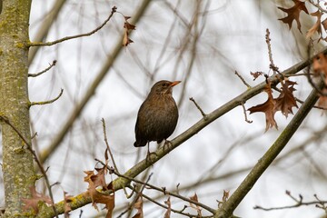 Female blackbird Perched on Winter Branch