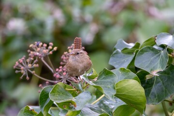 Wren Perched on Leafy Branch