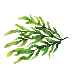 A detailed watercolor glitter illustration of a green seaweed branch with various shades of green, showcasing the natural texture and flow of the leaves.
