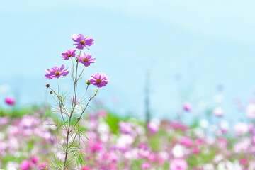 上原コスモス園（新潟県）