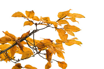 autumn leaves Isolated on a Transparent Background PNG	
