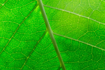 Macro leaf texture,Leaf Close Up Picture. Plant leaf macro. Plant leaf texture macro Close-up.